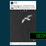 Rrejshëm pretendohet se në një stadium evropian u lëshua në fluturim një shqiponjë në nderim të futbollistit Granit Xhaka