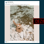 Fotografia nuk paraqet një dorë reale nën gërmadha, është vepër artistike